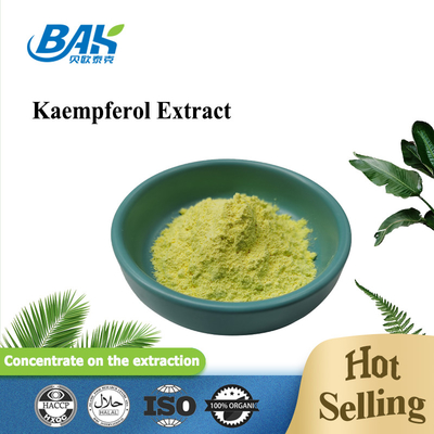 Cas 520-18-3 Suplemen Peningkat Kekebalan Tubuh Kaempferol Powder 98%