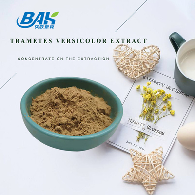 10% - 50% Trametes Versicolor Ekstrak Serbuk Jamur Ekstrak Suplemen