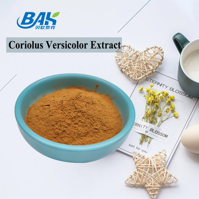 10% -50% Suplemen Ekstrak Jamur Coriolous Versicolor Bubuk Kuning Coklat