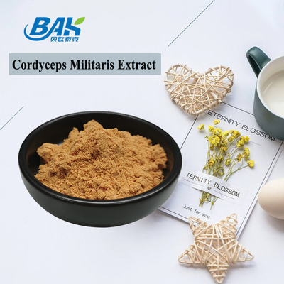 80 sampai 120 Mesh Cordyceps Militaris ekstrak bubuk pabrik pasokan