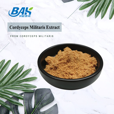 80 sampai 120 Mesh Cordyceps Militaris ekstrak bubuk pabrik pasokan