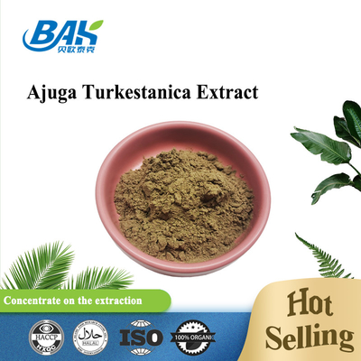 Ekstrak Ajuga Turkestanica 2% -20%