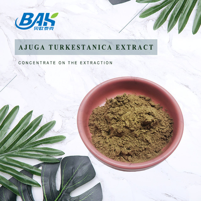 Ekstrak Ajuga Turkestanica 2% -20%