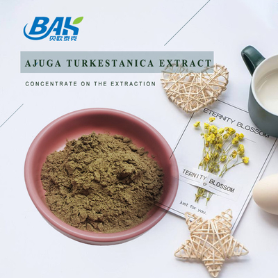 Ekstrak Ajuga Turkestanica 2% -20%