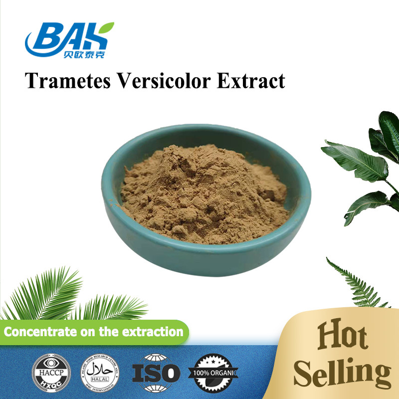 Suplemen Ekstrak Jamur Food Grade Ekstrak Trametes Versicolor 10% - 50%