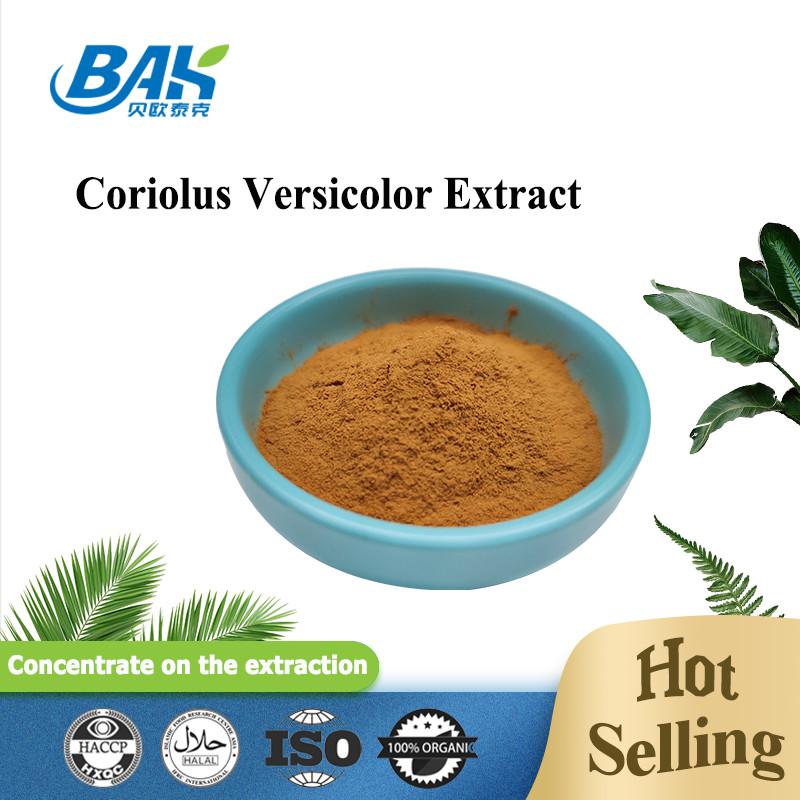 10% -50% Suplemen Ekstrak Jamur Coriolous Versicolor Bubuk Kuning Coklat
