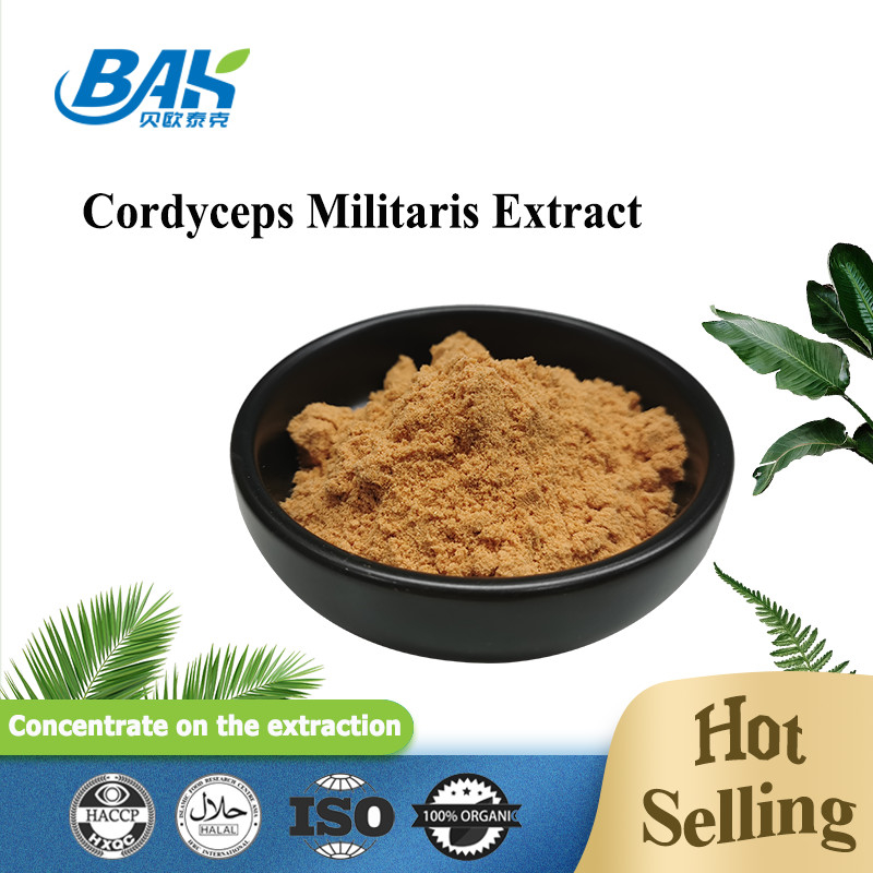 80 sampai 120 Mesh Cordyceps Militaris ekstrak bubuk pabrik pasokan